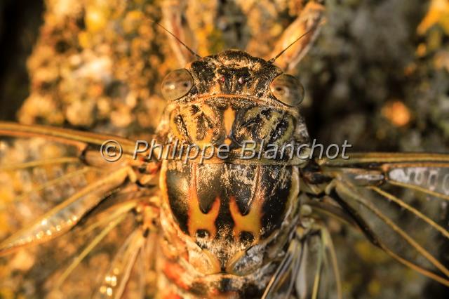 cigale grise.JPG - in "Tête à tête avec les insectes" ed. Seuil JeunesseCigale grise ou cacanCicada orniHemiptera, CicadidaeFrance